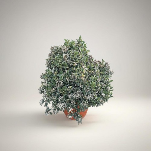 Dev Kar Topu Çalısı